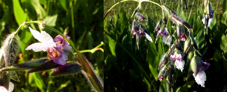 [Two photos spliced together. On the left is a very close view of a single bloom. The outward petals are white while the downward ones are light purple. This is almost like two flowers attached to each other. On the right is a green branch with many blooms hanging from it along its length. There is a fuzziness to parts of blooms which have not yet opened.]